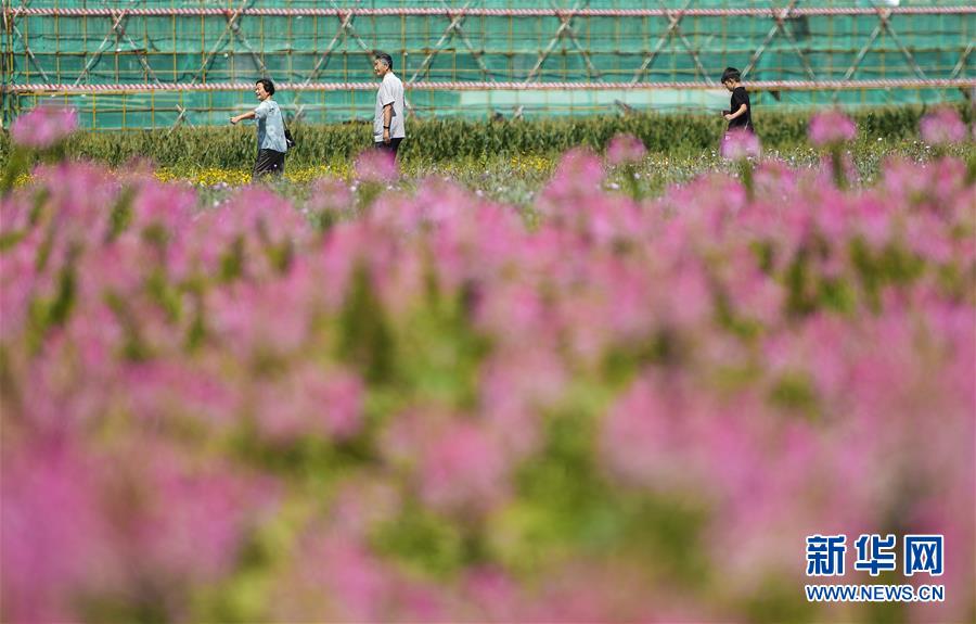 长春：种一片花海 富一方百姓