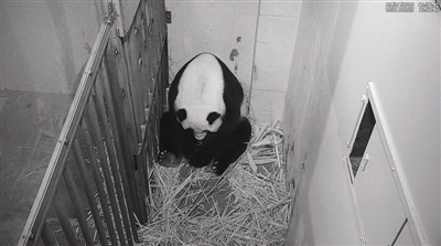 22歳の在米パンダ「美香」が出産、元駐日大使も祝福_fororder_2-1