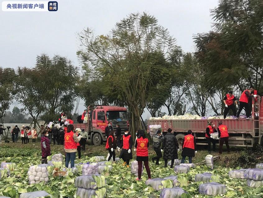 四川公益组织捐赠15万斤蔬菜 今日发向湖北
