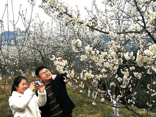 【社会民生】重庆铜梁：千亩樱桃花盛开 市民赏花踏春好去处