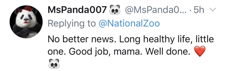 旅美大熊猫成功产崽 美国民众:黑暗中唯一的好消息