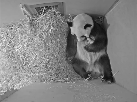 旅美大熊猫成功产崽 美国民众:黑暗中唯一的好消息