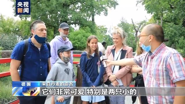 旅美大熊猫成功产崽 美国民众:黑暗中唯一的好消息
