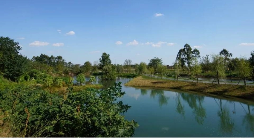 （导航成都，移动端）湿地鸟影 速来围观 白鹭群又回新津了