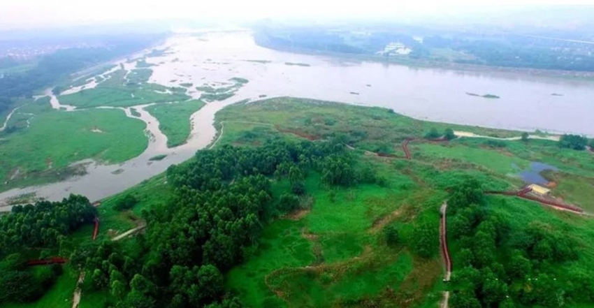（导航成都，移动端）湿地鸟影 速来围观 白鹭群又回新津了