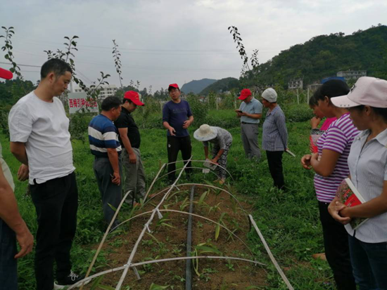 （有修改）贵州六盘水：农业农村局中药材产业专班送技术到乡村