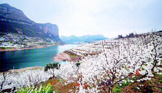 （旅游）贵州毕节：万亩樱桃花开季美丽乡村喜迎客