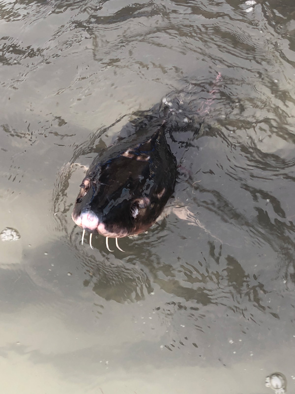 图片默认标题_fororder_放归的长江鲟--（摄影-宋晓娟）