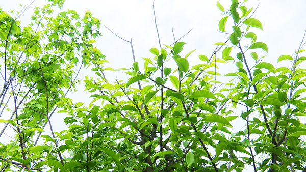 图片默认标题_fororder_枝繁叶茂的沉香林（摄影-赵晨希）