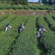 贵州六枝退役军人陈朝华：种下一片茶山 带富一方百姓