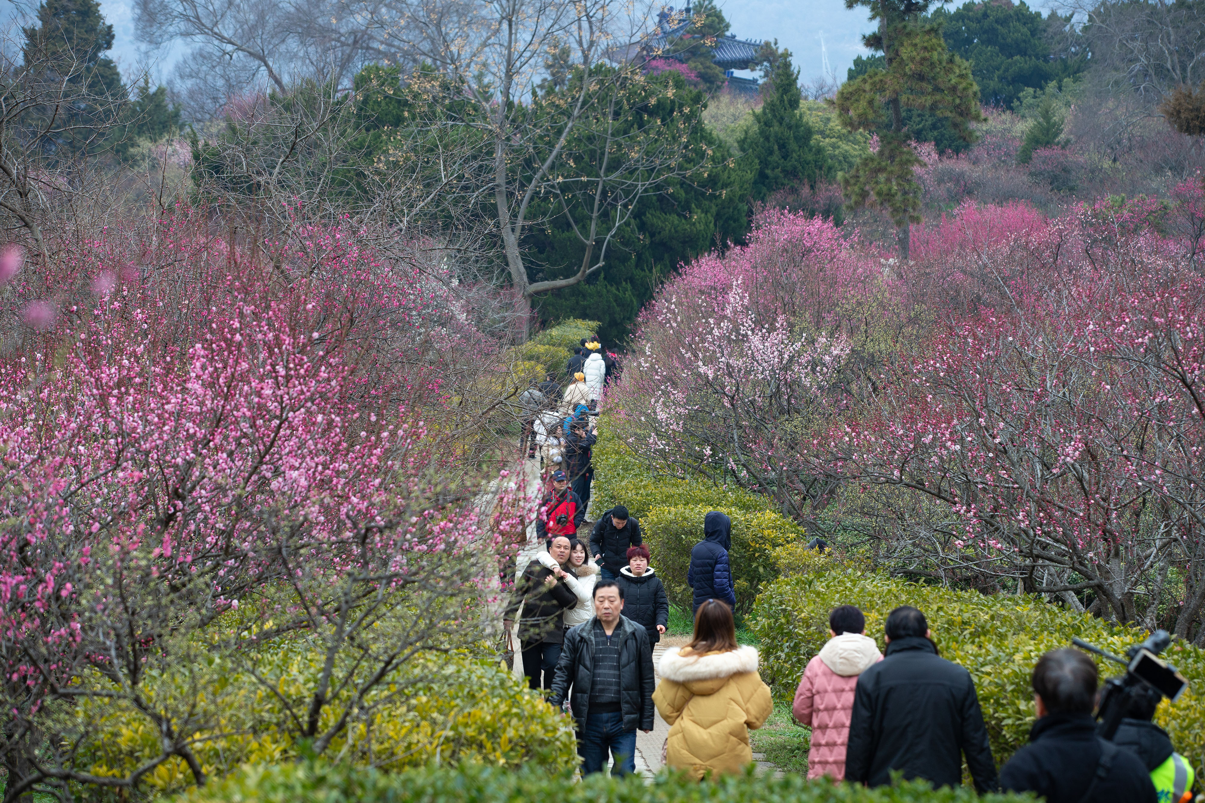 2月16日,游人在南京梅花山观赏梅花.新华社发(苏阳 摄)