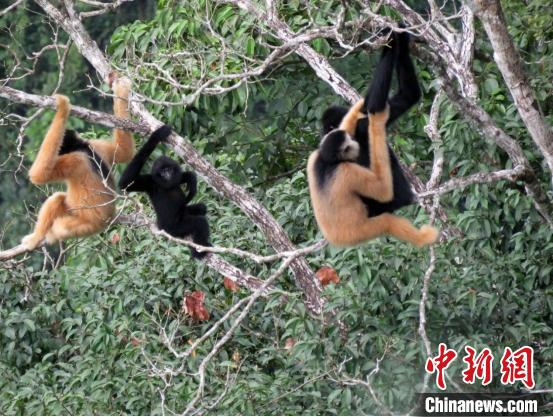 Trung Quốc và Việt Nam chung tay bảo tồn vượn Cao Vít_fororder_2