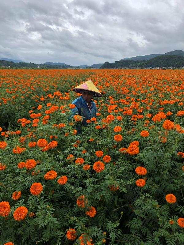 走向我们的小康生活|高黎贡山下万寿菊“点亮”致富路