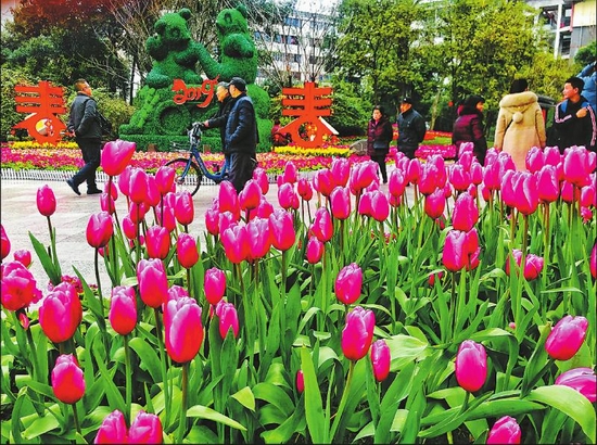 （焦点图，导航成都，移动端）四川春意浓 各色花儿竞相绽放