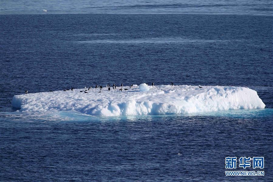 特写：南极西冰架的冰山与动物世界