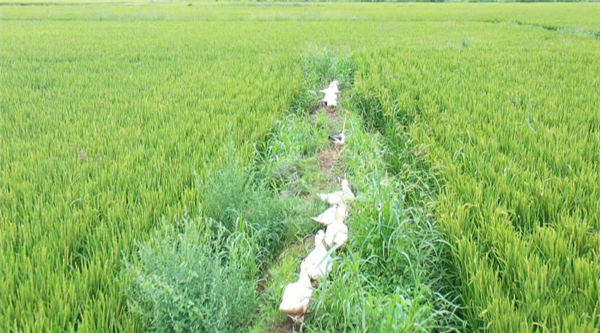 B【黑龙江】逊克有机鸭稻米为农户增收辟新路