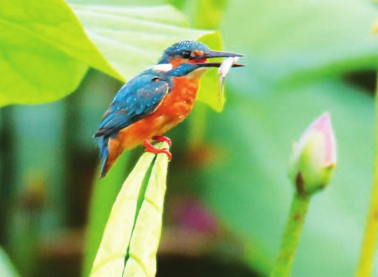 장춘 정월담(淨月潭)의 물총새 장춘 정월담(淨月潭)의 물총새_fororder_04