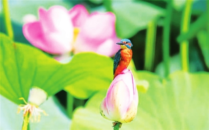 장춘 정월담(淨月潭)의 물총새 장춘 정월담(淨月潭)의 물총새_fororder_02