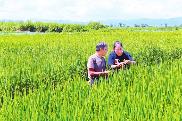 吉林省粮食生产形势较好 玉米平均保苗率达96.06%