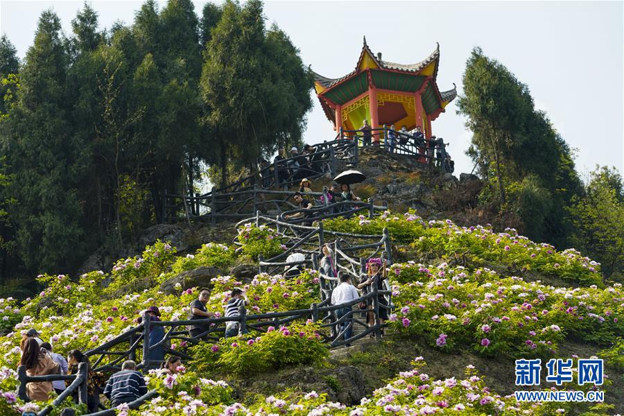 【城市远洋、焦点图、渝情渝景】唯有牡丹真国色 花开时节动山城