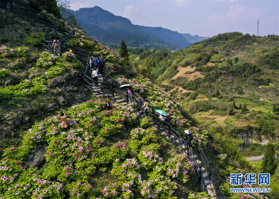 【城市远洋、焦点图、渝情渝景】唯有牡丹真国色 花开时节动山城