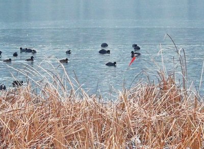 【环保-文字列表】全球极濒危鸟类青头潜鸭现身龙子湖