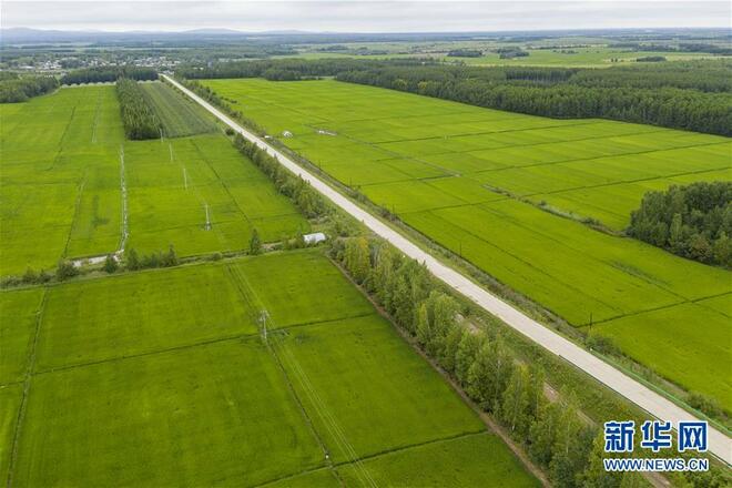 Pemandangan Sawah Padi yang Indah Permai_fororder_6b