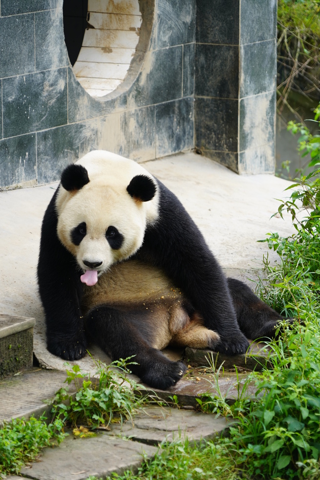 食事、木登り、居眠り…四川省雅安の萌え萌えパンダ_fororder_E-0820（图片7）