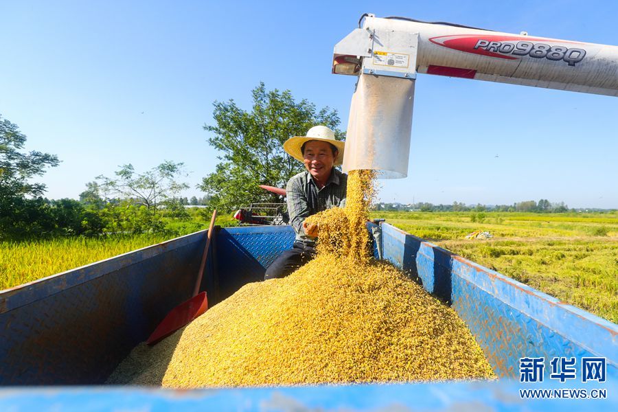河南光山：5.2万亩再生水稻喜获丰收