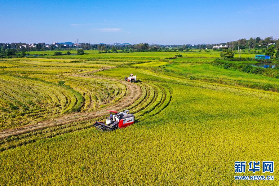 河南光山：5.2万亩再生水稻喜获丰收