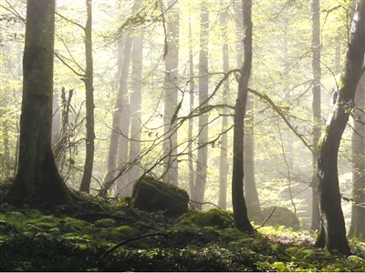 人民日报海外版■硝烟笼罩下世界遗产又添新忧