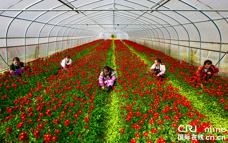 贵州毕节黔西县洪水堰村花卉种植,花农为花卉浇水,除草(摄影