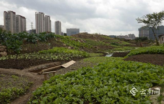 昆明现城市开心农场 绿化带里"见缝插针(图)