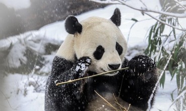 Chengdu giant pandas enjoy snow in east China’s Jinan