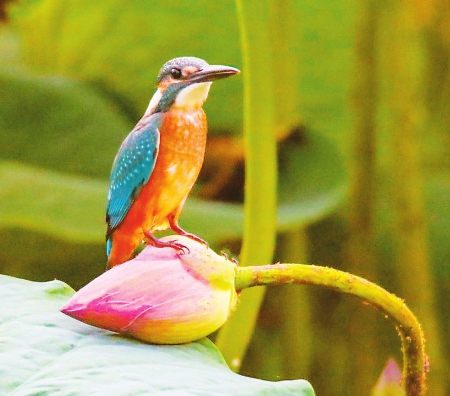 장춘 정월담(淨月潭)의 물총새 장춘 정월담(淨月潭)의 물총새_fororder_06