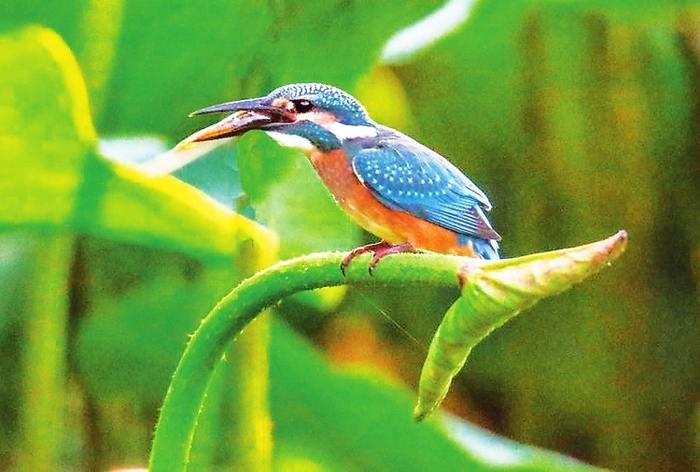 장춘 정월담(淨月潭)의 물총새 장춘 정월담(淨月潭)의 물총새_fororder_01