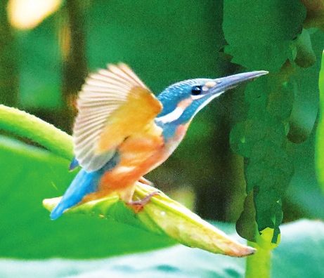 장춘 정월담(淨月潭)의 물총새 장춘 정월담(淨月潭)의 물총새_fororder_05