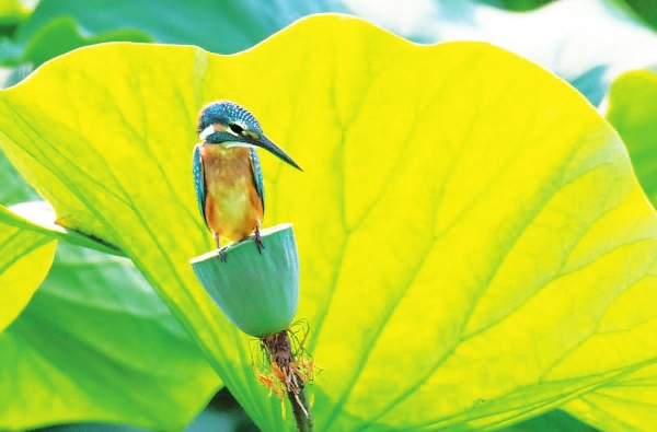 장춘 정월담(淨月潭)의 물총새 장춘 정월담(淨月潭)의 물총새_fororder_03