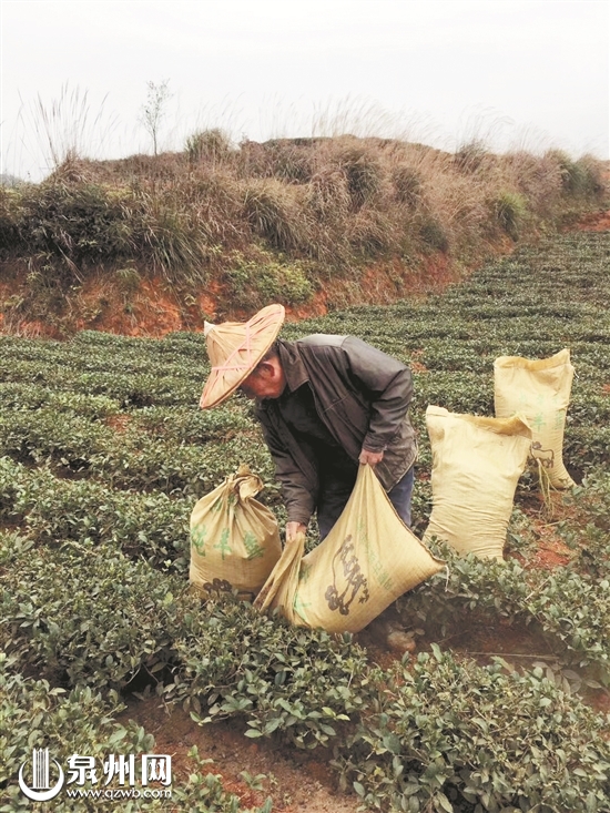 【茶业主推】【泉州】【移动版】【Chinanews带图】泉州茶叶出口实现“开门红” 价格再度攀升