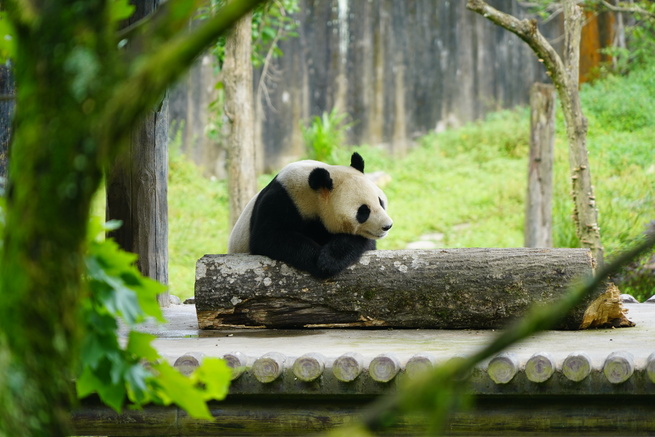 食事、木登り、居眠り…四川省雅安の萌え萌えパンダ_fororder_E-0820(图片2）