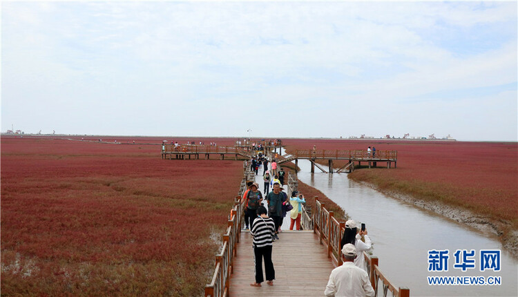 盘锦红海滩：一望无际的“红色海洋”