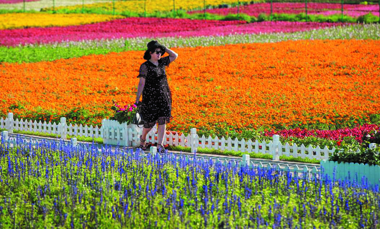 “金九银十”好去处 长春莲花山花海、民宿之旅走起