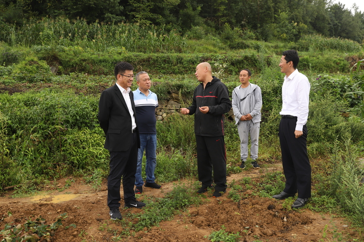 贵州六盘水：大连草莓高原育苗 东西部产业合作实现双赢