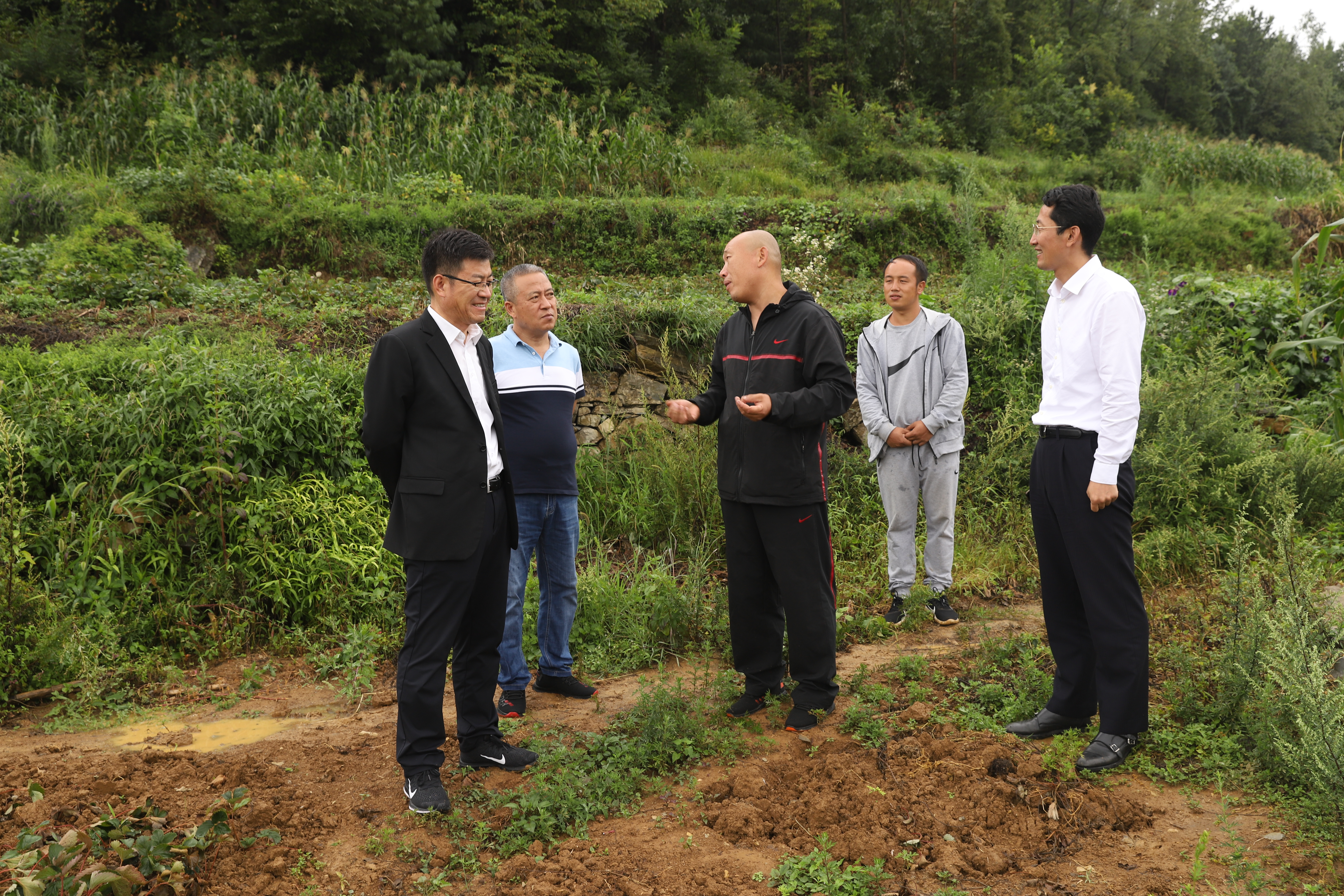 贵州六盘水:大连草莓高原育苗 东西部产业合作实现双赢
