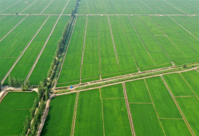 Ayu Budidaya Kepiting Sungai di Sawah_fororder_1126324579_11n