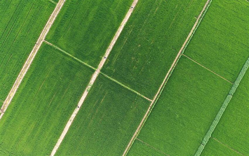 Ayu Budidaya Kepiting Sungai di Sawah_fororder_1126324587_11n