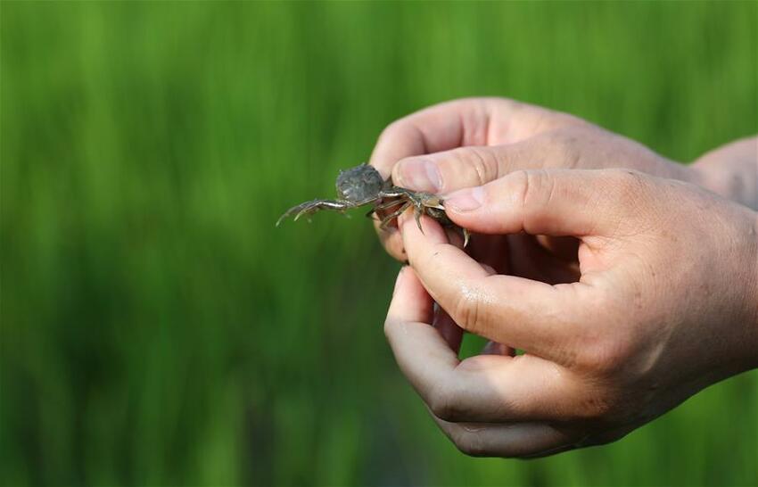 Ayu Budidaya Kepiting Sungai di Sawah_fororder_1126324588_11n