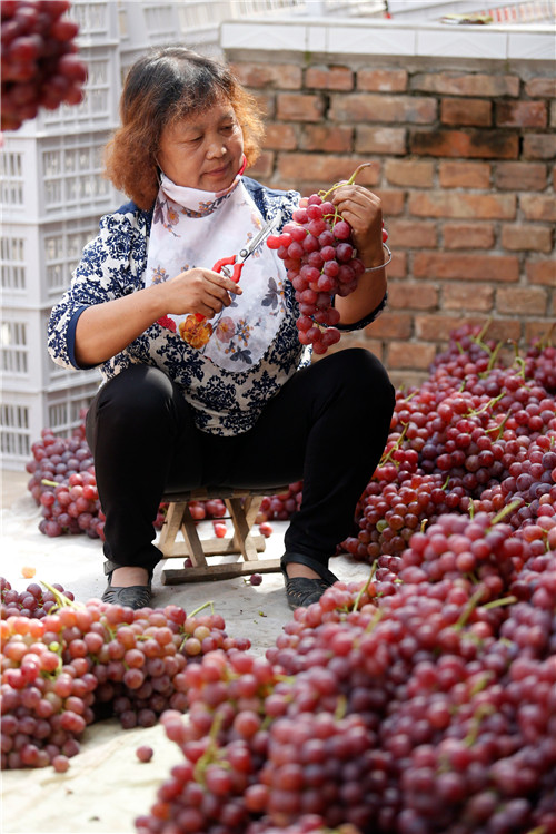 （有修改）陕西省渭南市合阳县：秋收季 葡萄熟 果农乐