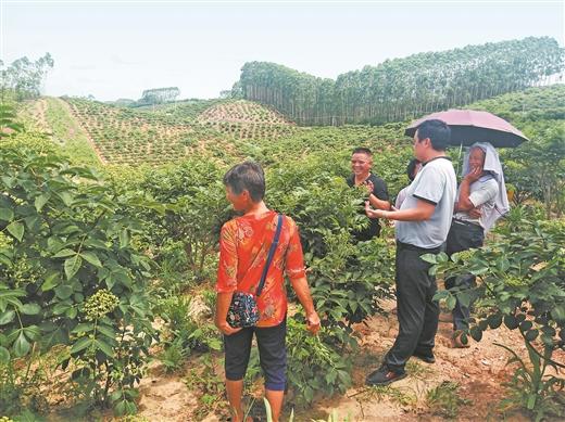 一项生态产业改变了南宁邕宁区那贡坡移民的命运—— 遍栽茱萸富众人