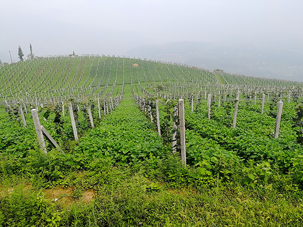 图片默认标题_fororder_峨边县发展种植产业带动群众增收